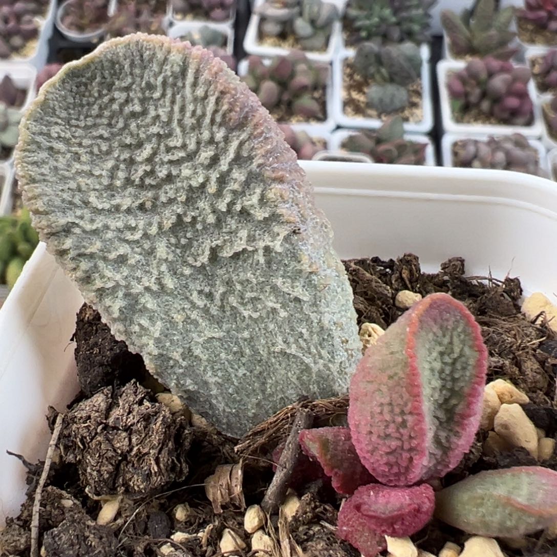 龙渊大苗多肉植物大叶子纹路款