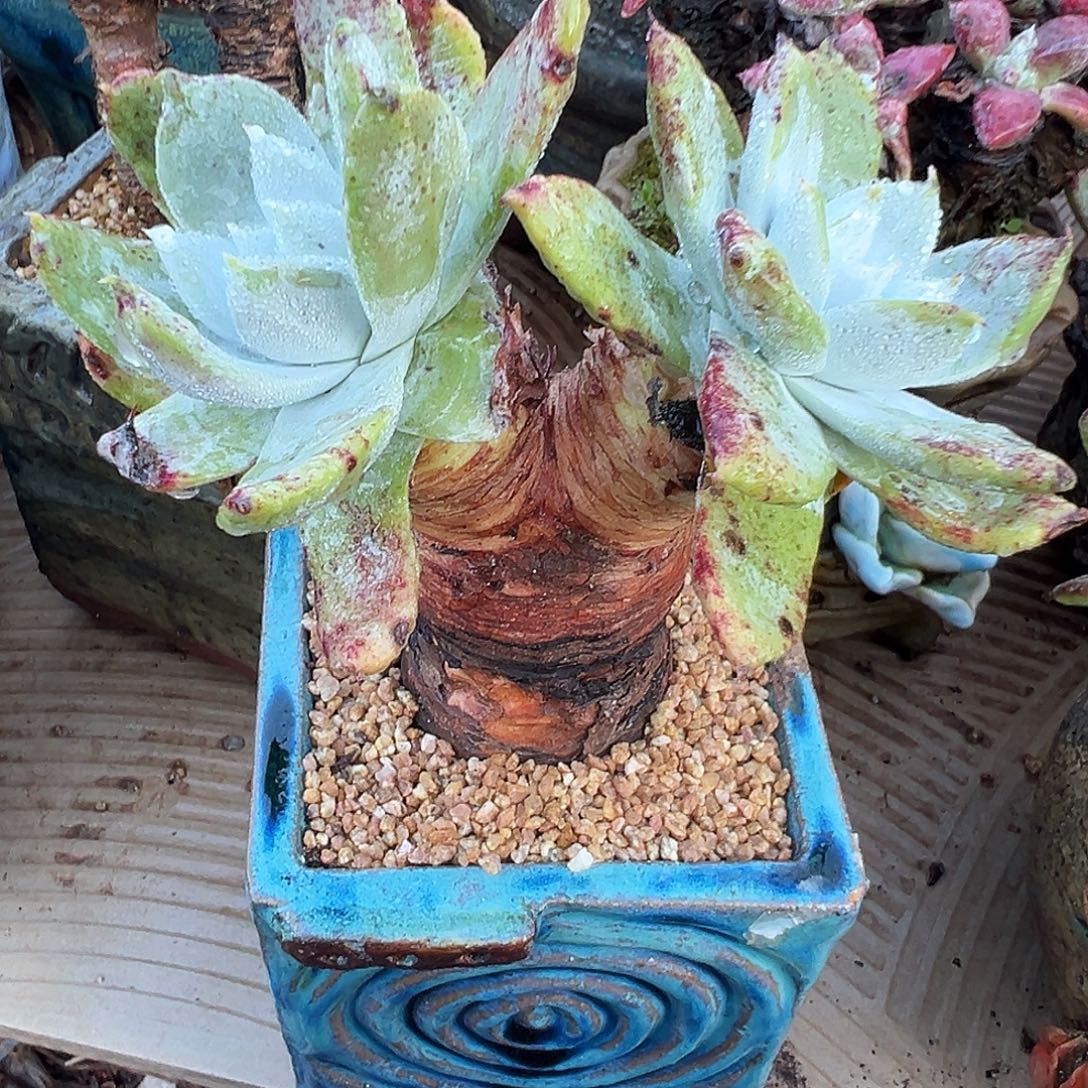 6310苹果雪山仙女杯