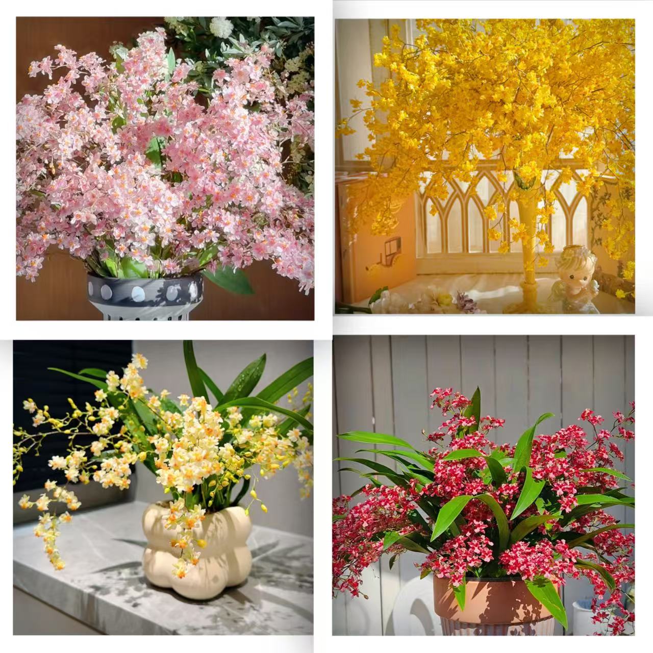 【4支花剑起】梦香兰盆栽清香花卉多年生室内阳台易养护