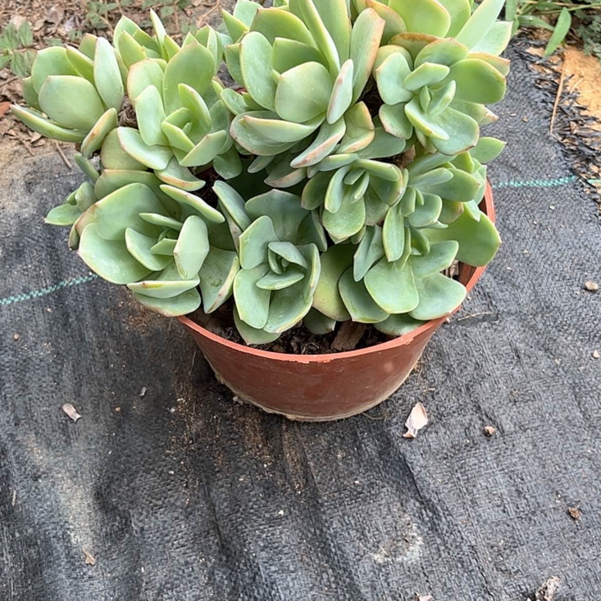 【闪购商品】无花朵陌*