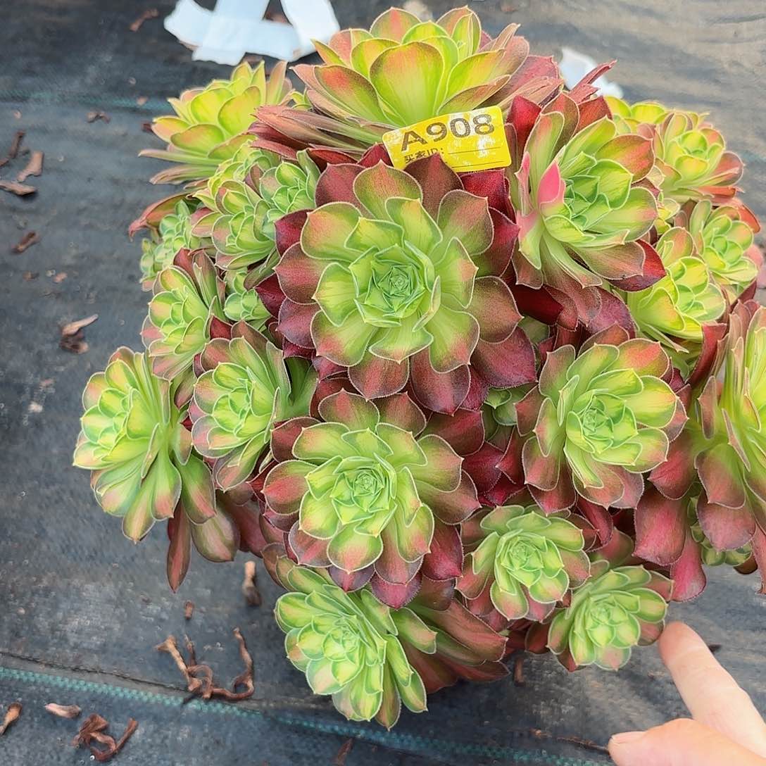 韶华908多肉多肉