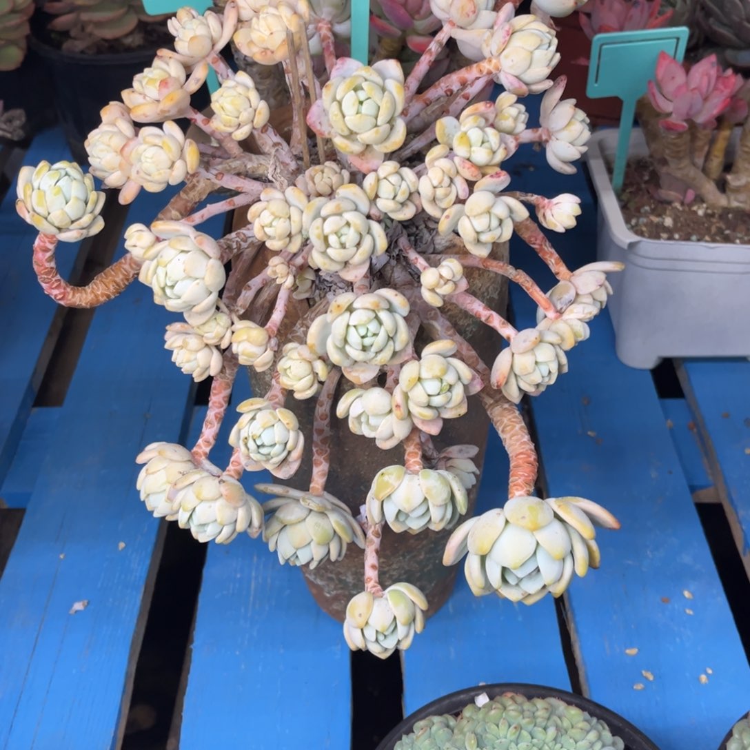 小雨多肉一物一拍冷香