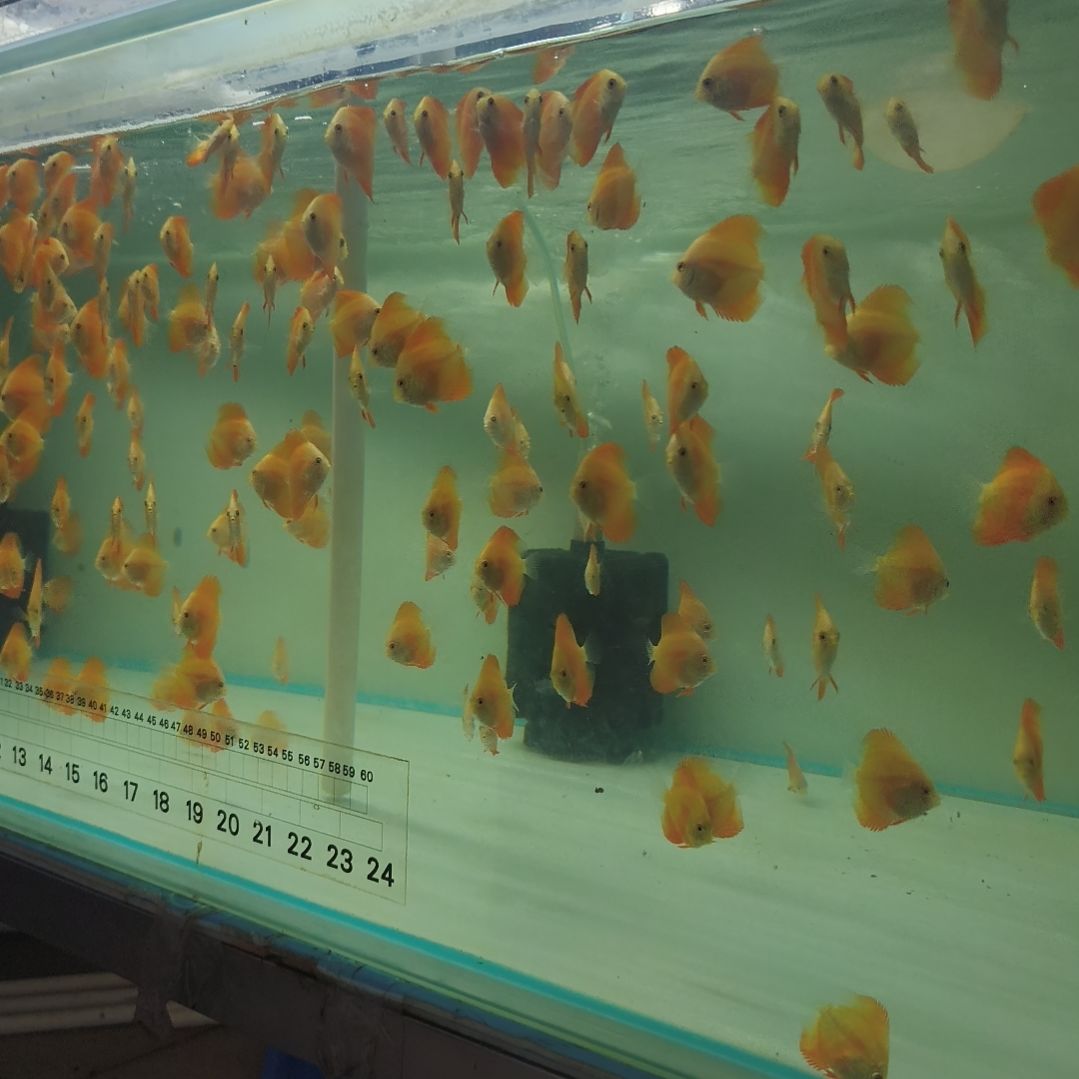 七彩神仙鱼精品马来红金苗5条