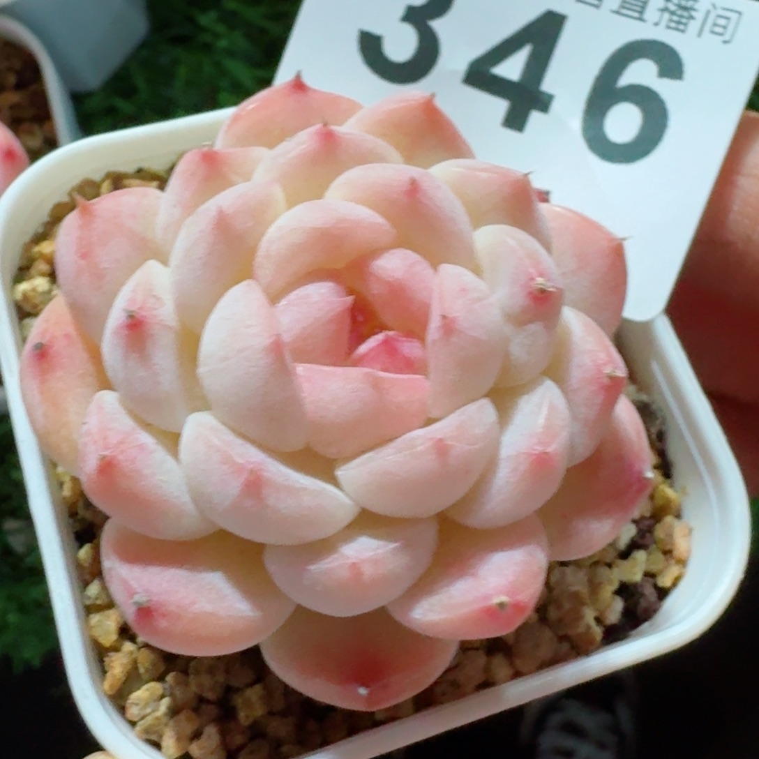 美心         精品多肉