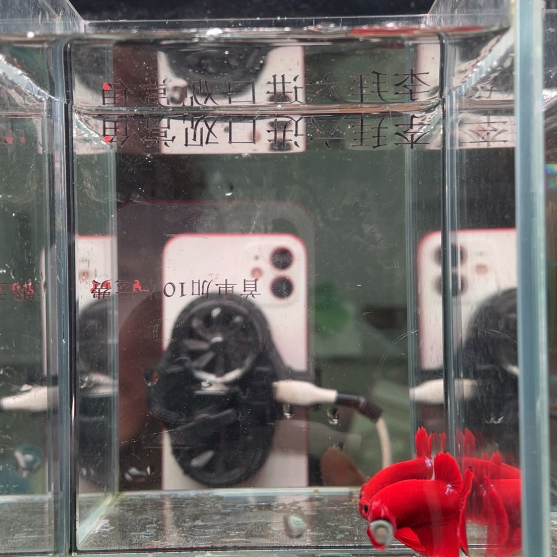 斗鱼印尼精品斗鱼51