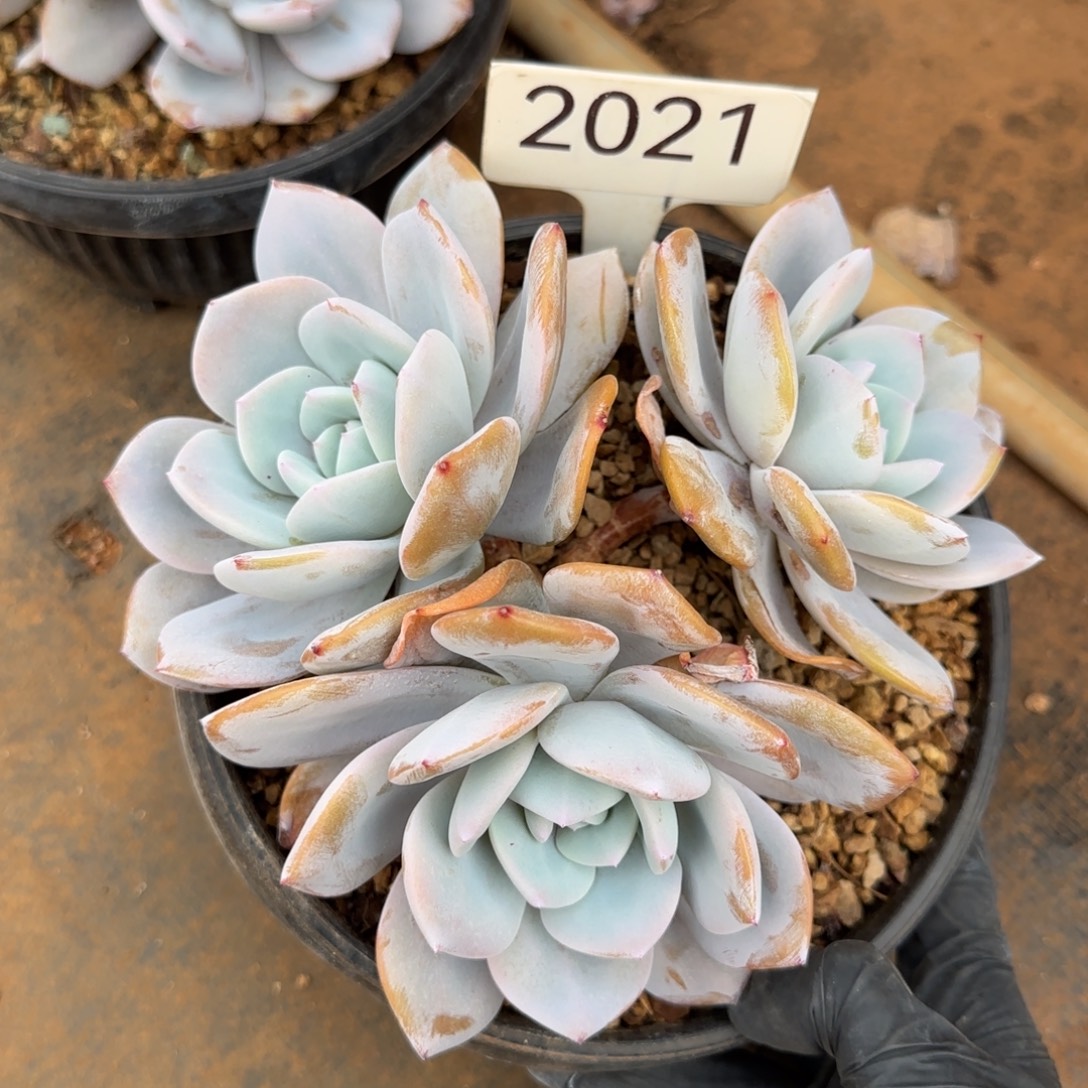 2021。     奶茶三头有砍福利肉