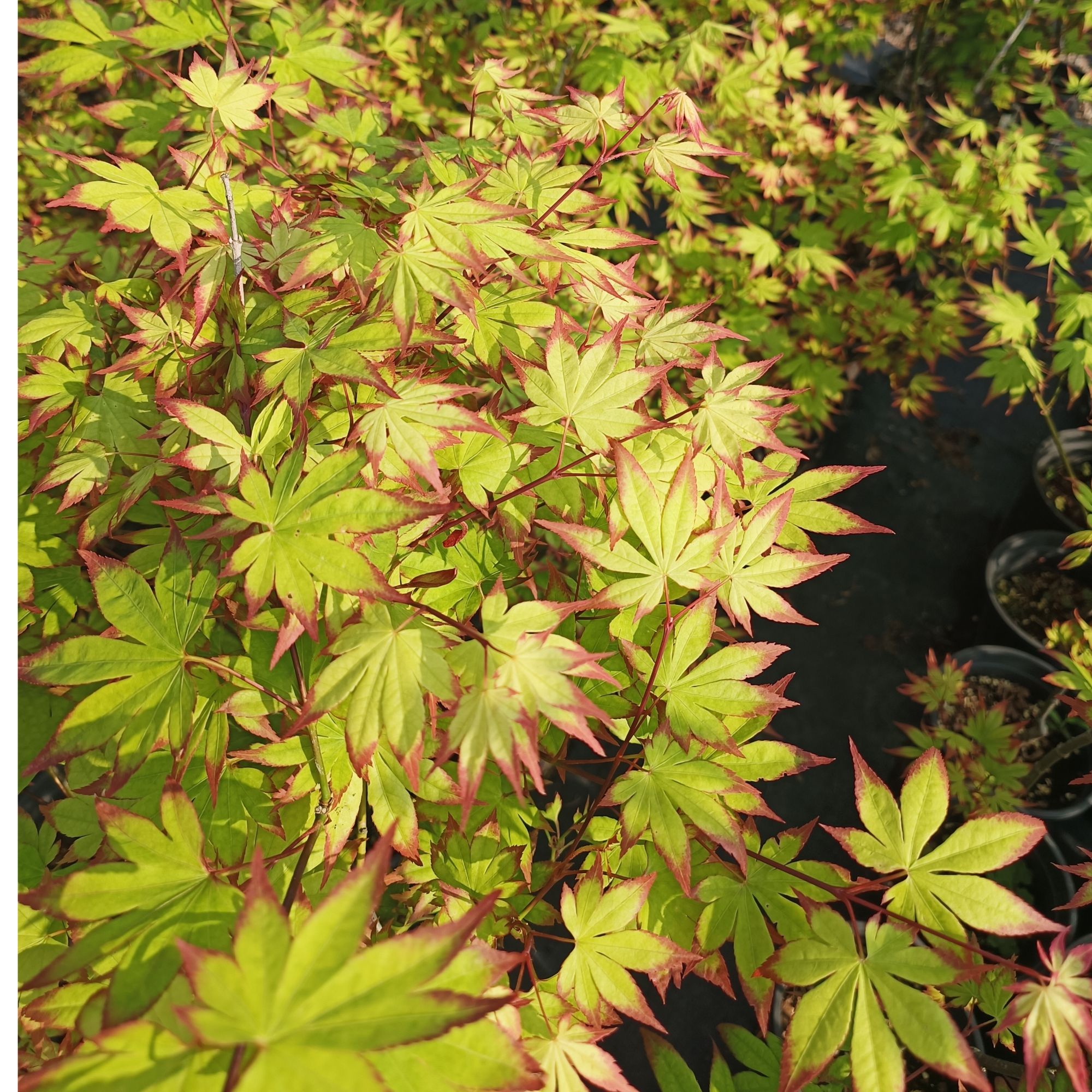 芦岭枫树园 小苗特惠红枫盆栽庭院花园植物/正常48小时内发货
