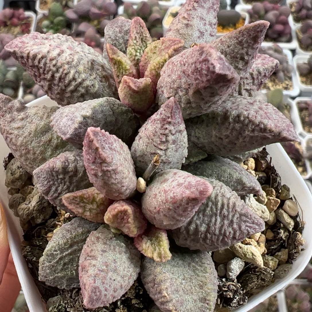 融化纹猪肝带倒刺多肉植物