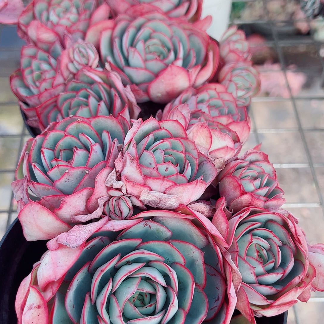 牡丹亭多头群生老桩