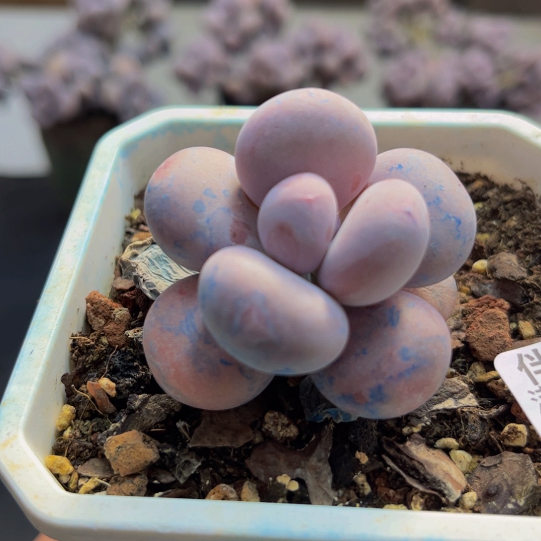 896/5cm蛋黄奶多肉植物