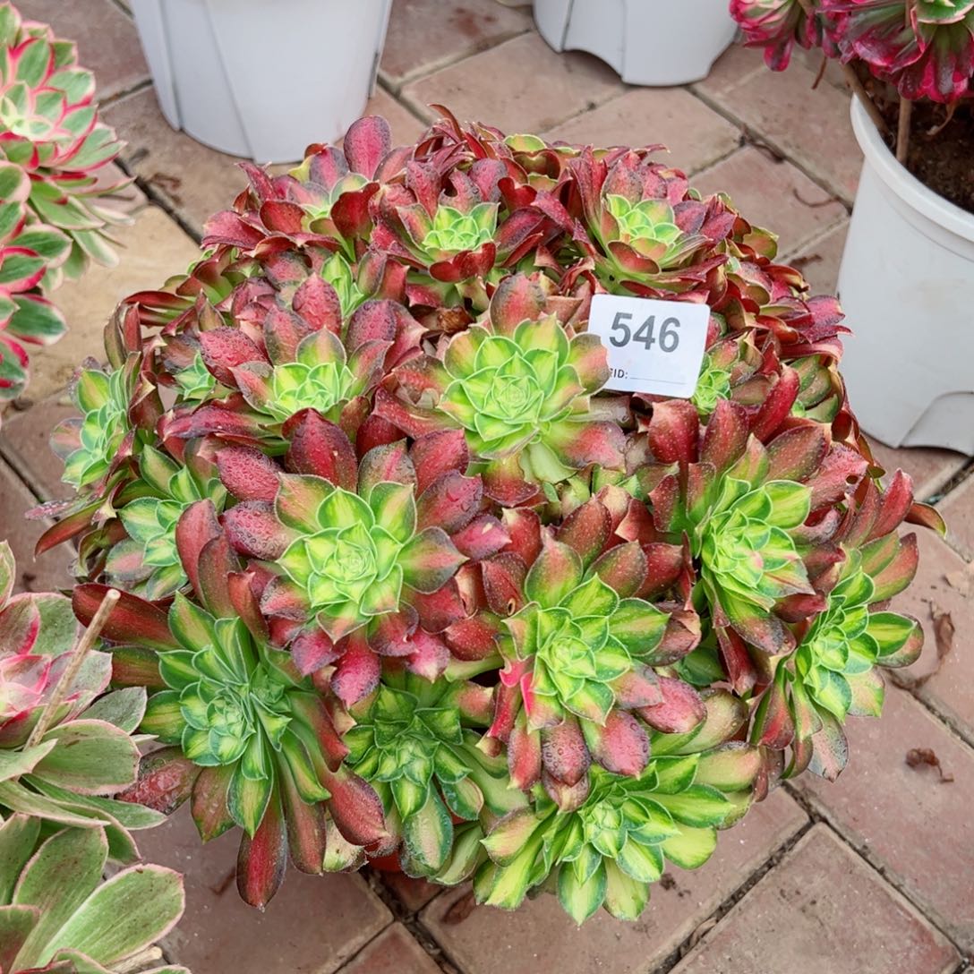 546韶华法师多肉植物