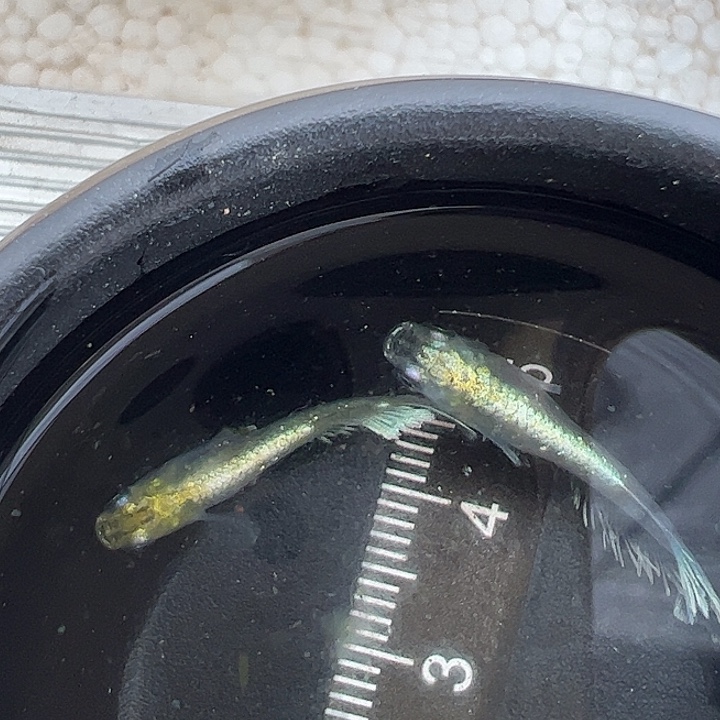 青鳉宽鳍祖母绿 公鱼已起绒
