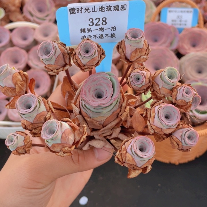山地玫瑰328裸根发货不售后