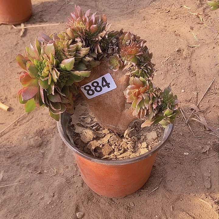 884万黄缀化老板子法师