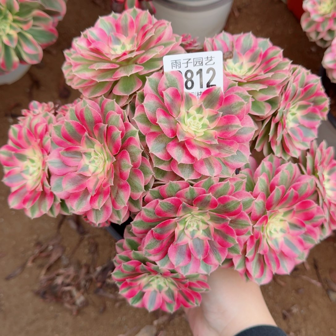 倾城朵朵多肉植物812号
