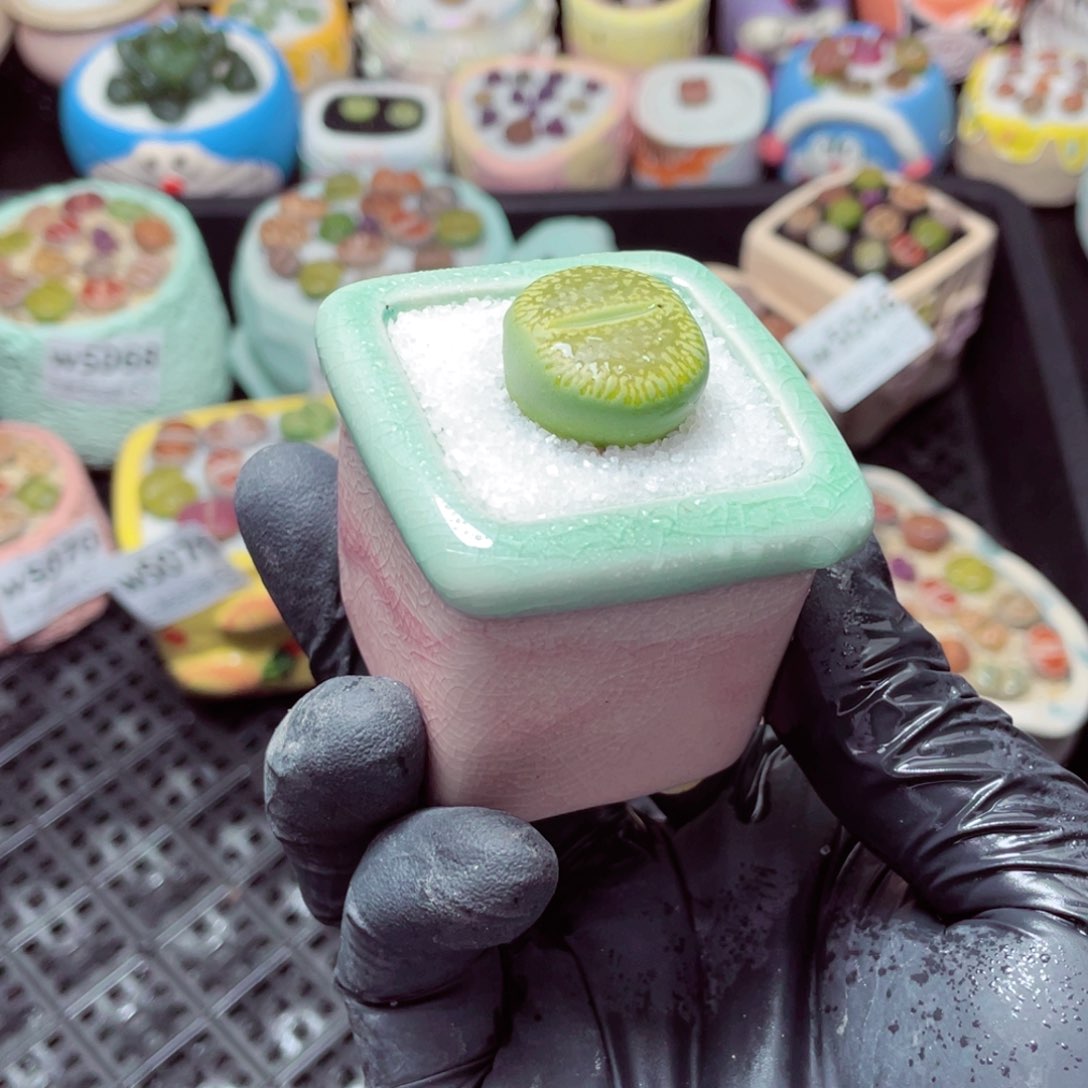 w5074--带盆土发货，零下地区拍保温箱