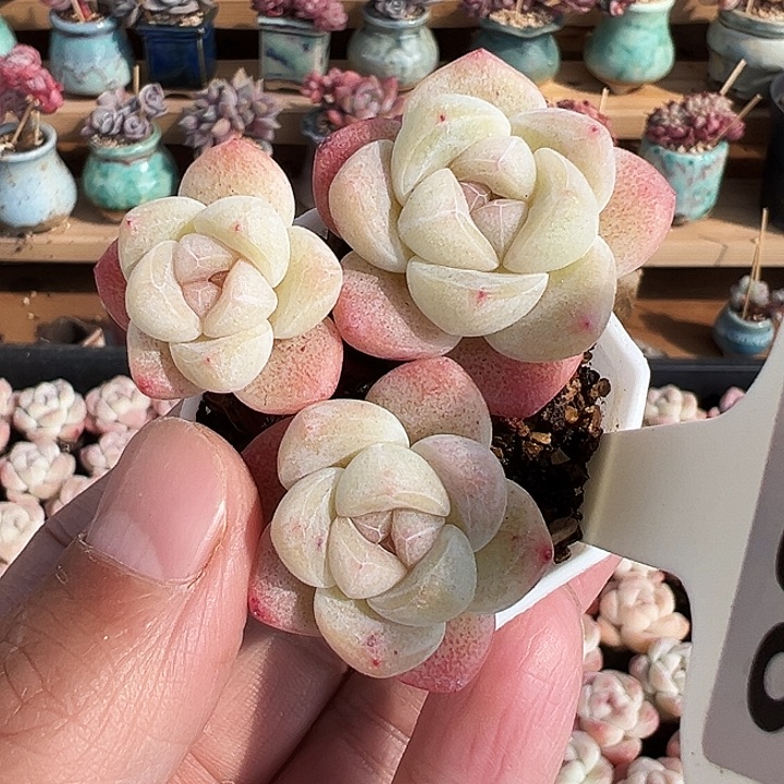 白底冰玉三头大长腿，牛腿1408
