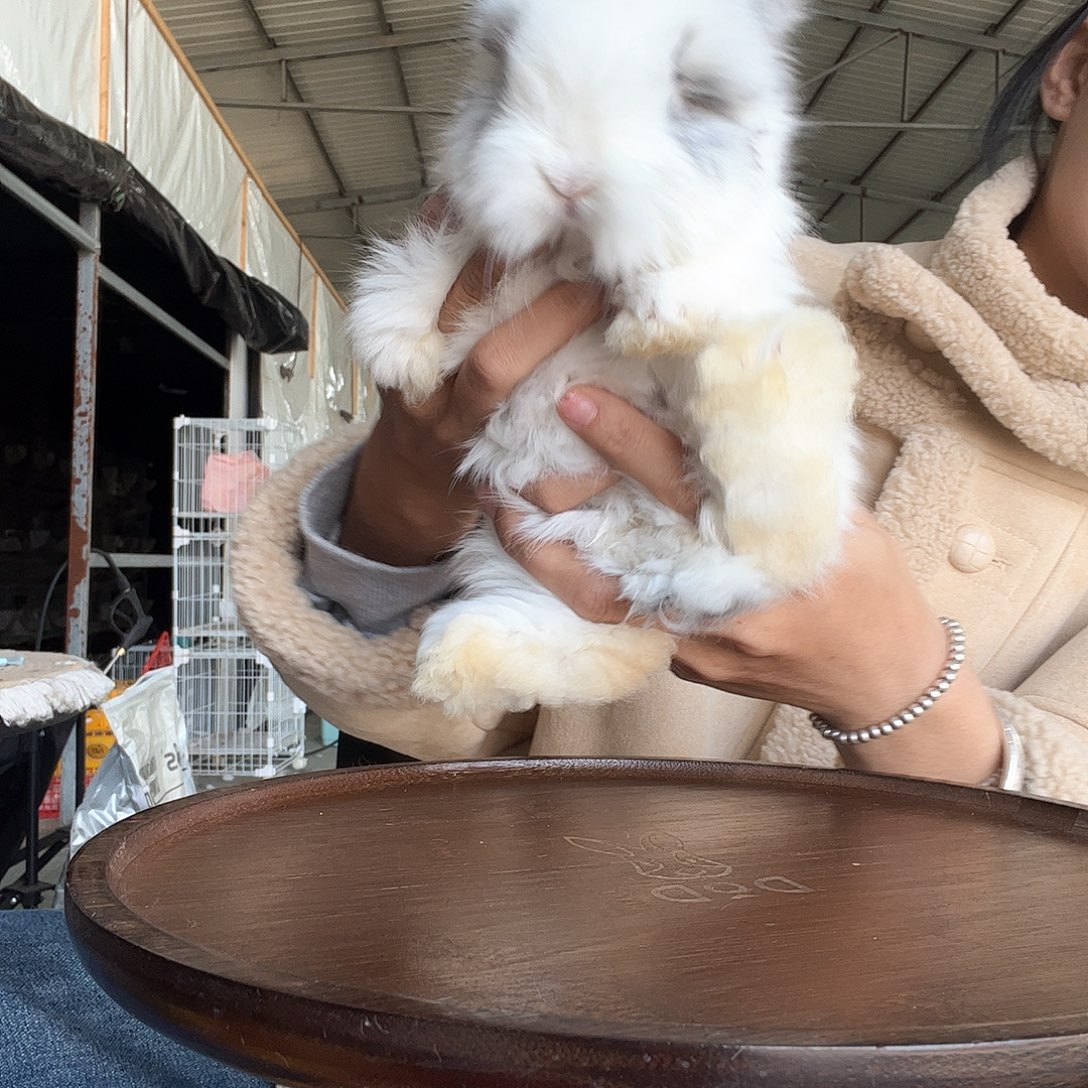 网红安哥拉兔星黛露净碎