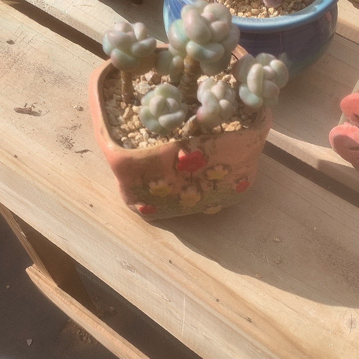 扣来咯哦哦粉末兔璐璐