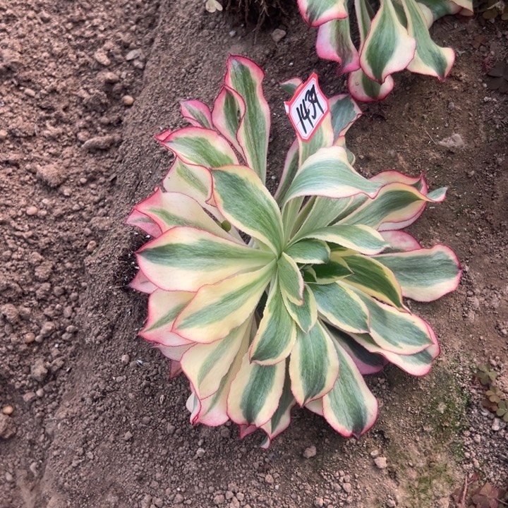 多肉植物1439不售后