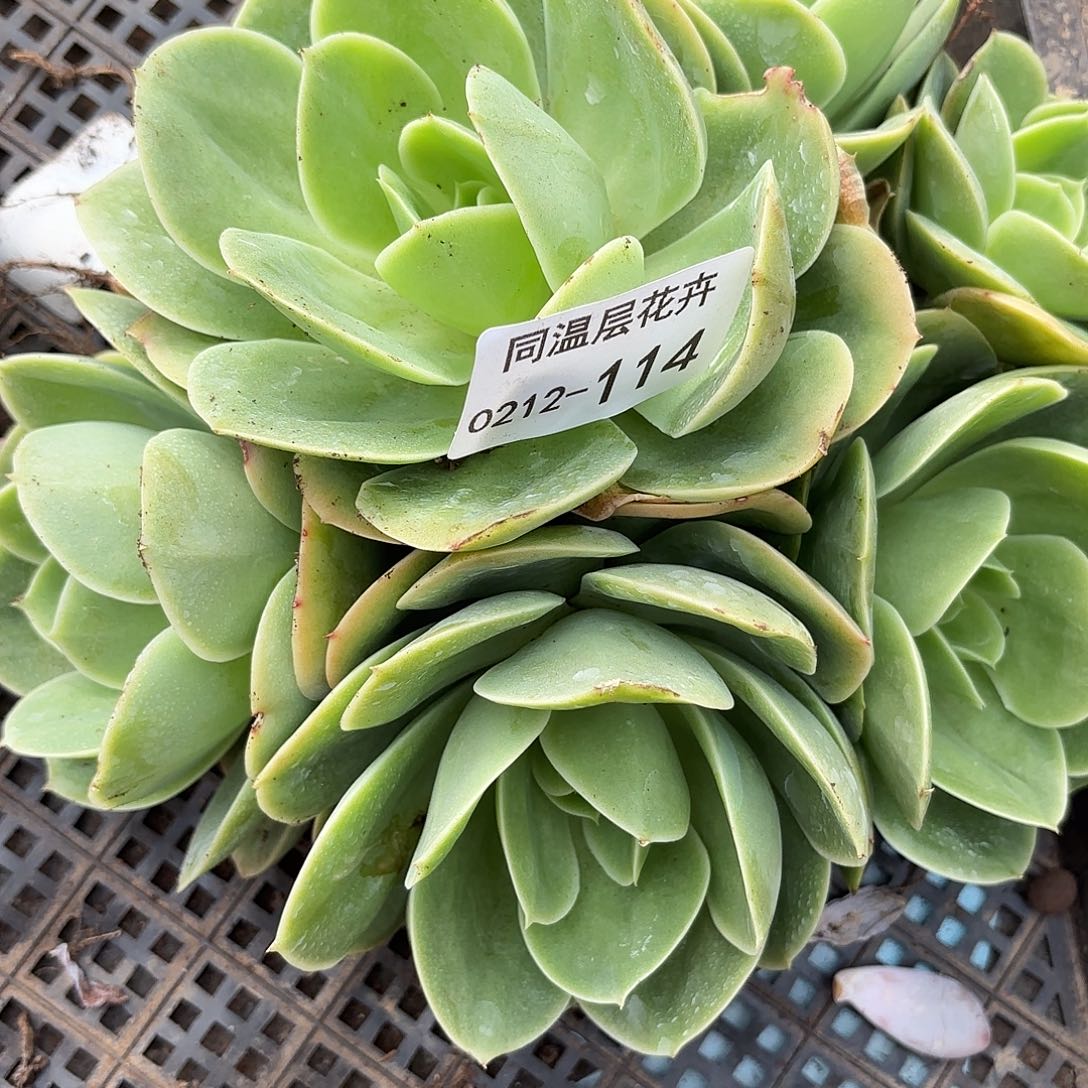 同温层多肉114新娜塔