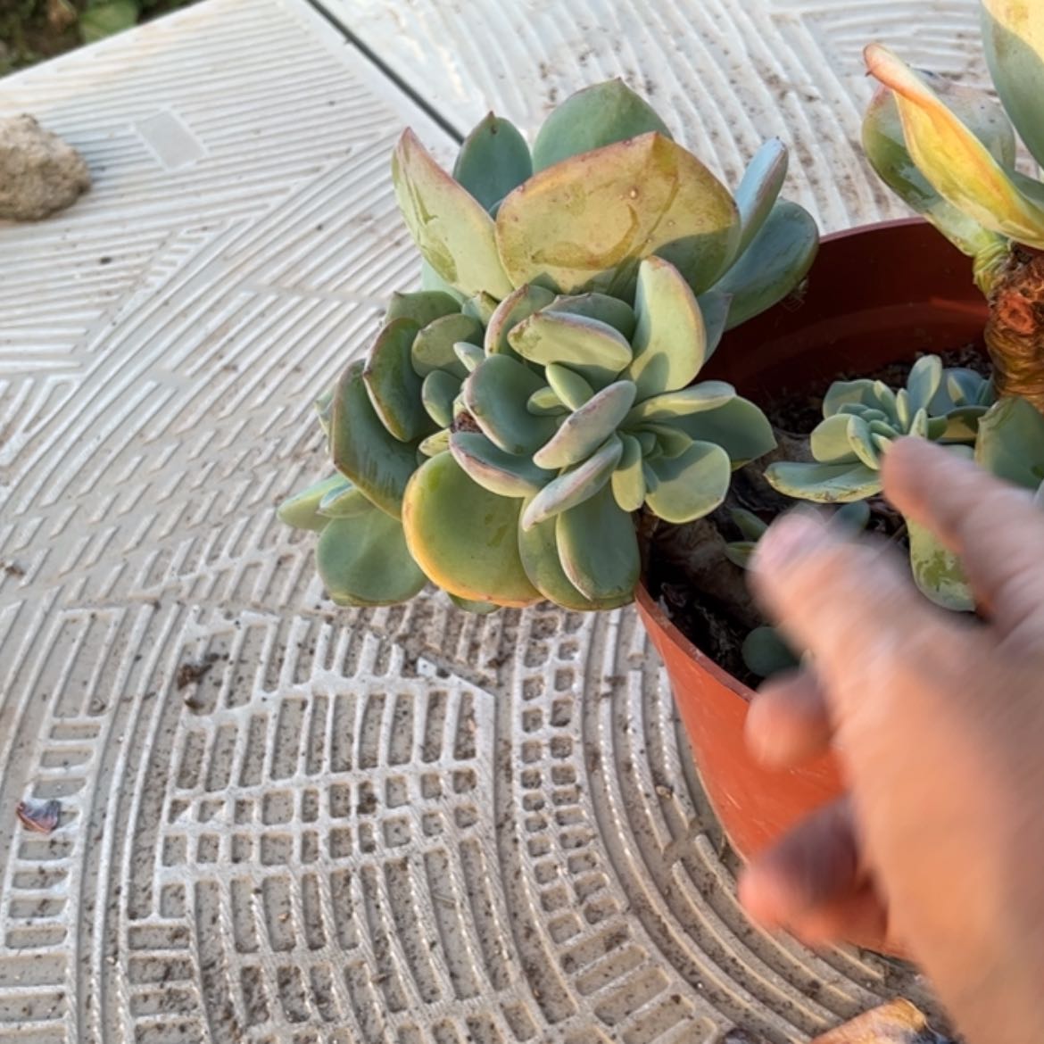 【闪购商品】无花朵迷*