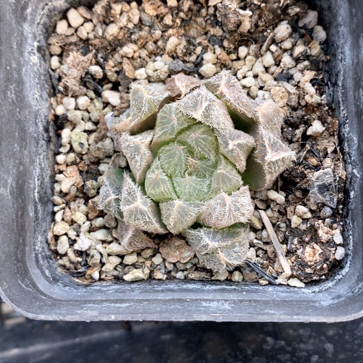 梦露一颗。  随机发货。  福利。 