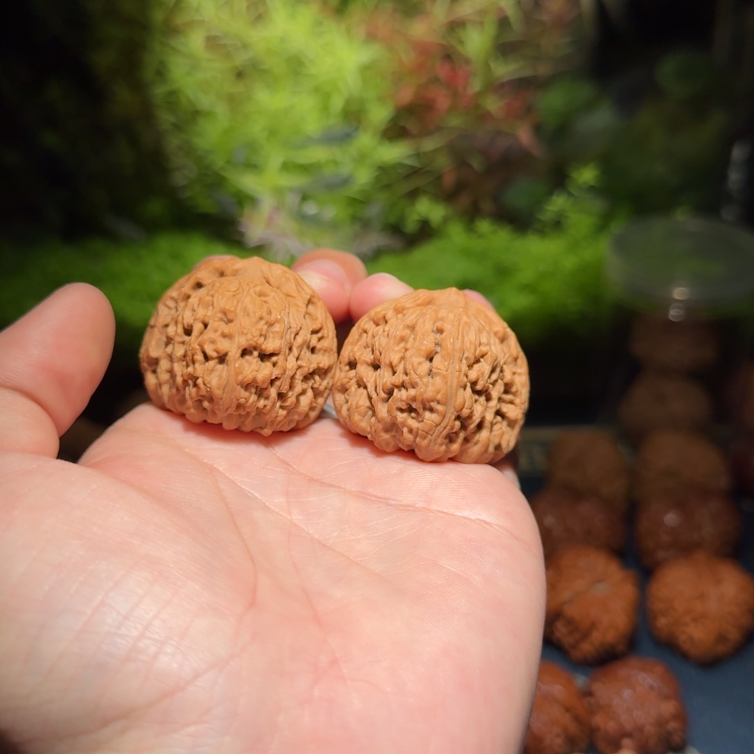 782号38三角南疆石南疆石南疆石