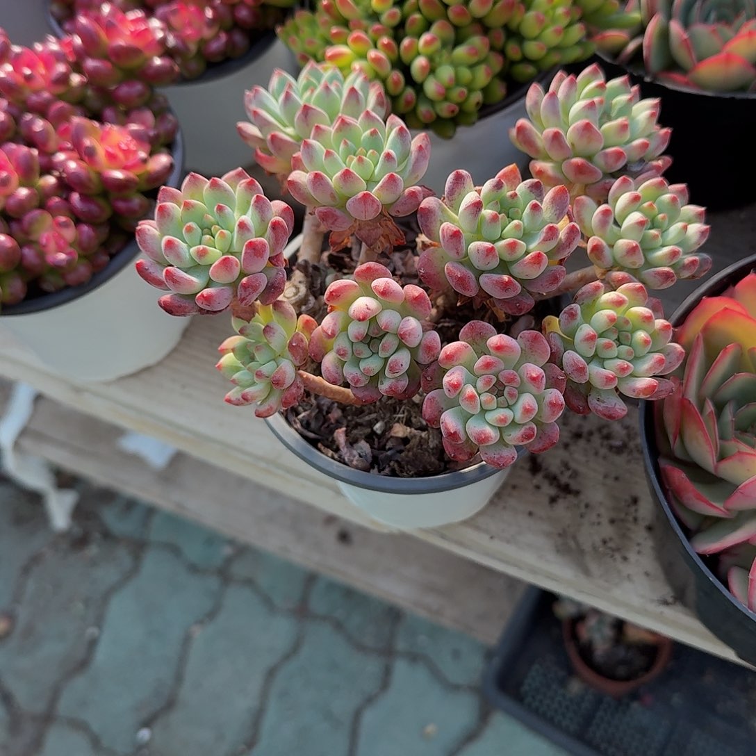 蓝苹果多肉植物精品