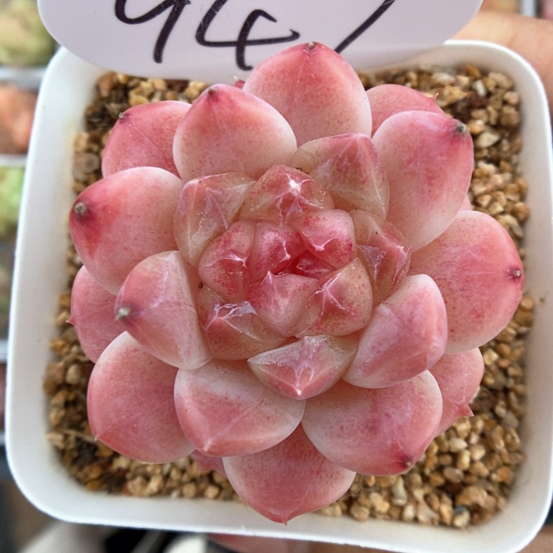 糖心粉魄可拍947号