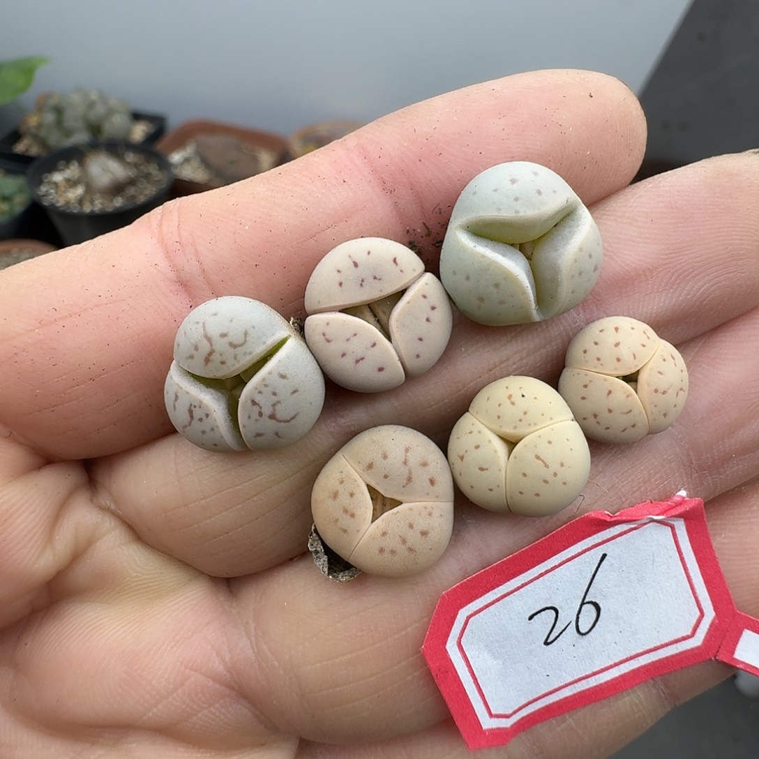 26多肉哈哈哈哈哈哈哈哈