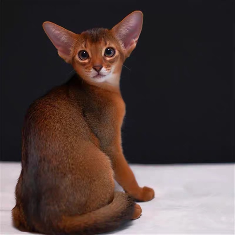 阿比西尼亚幼猫宠物猫咪红色原始色蓝色阿比猫幼崽法老小鹿色活体