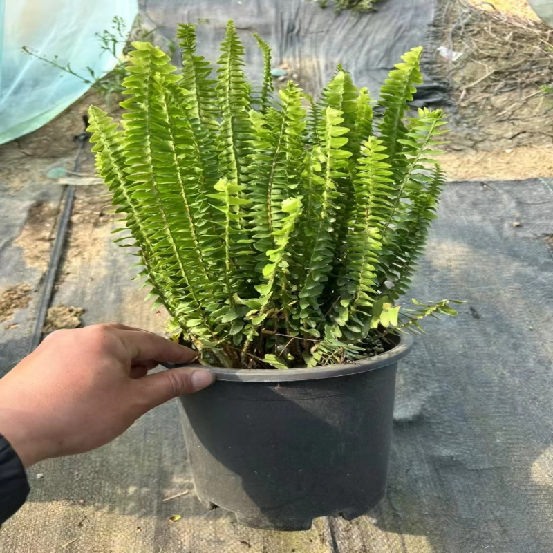 肾蕨盆栽波斯顿肾蕨类排骨草室内外观叶植物庭院花镜蕨类阳台造景