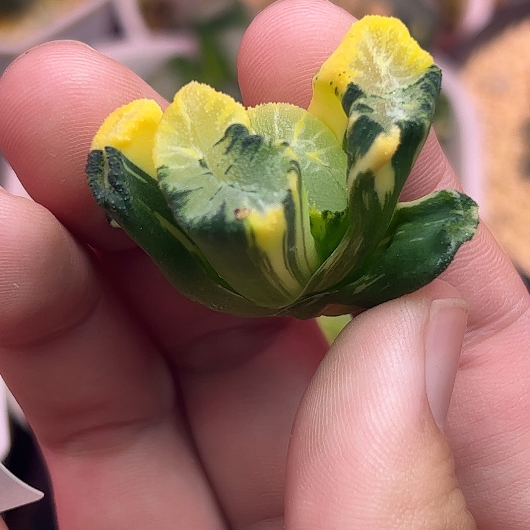 812花玲锦十二卷多肉植物