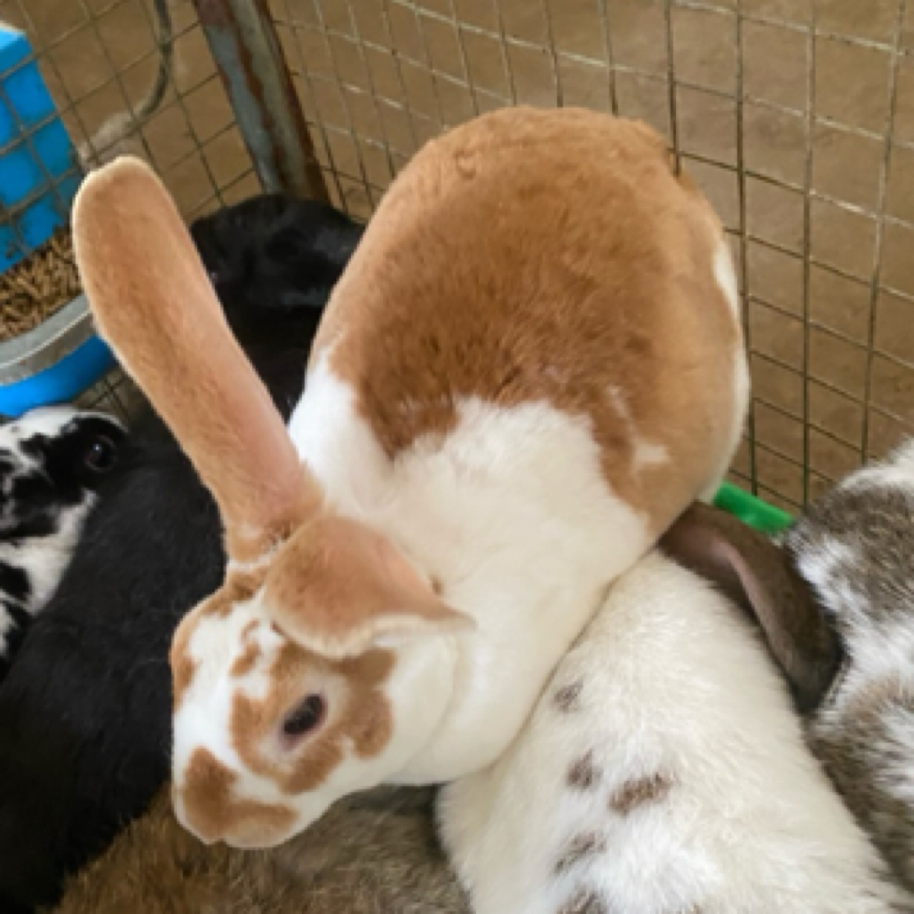 三斤左右青年黄白花彩獭兔 