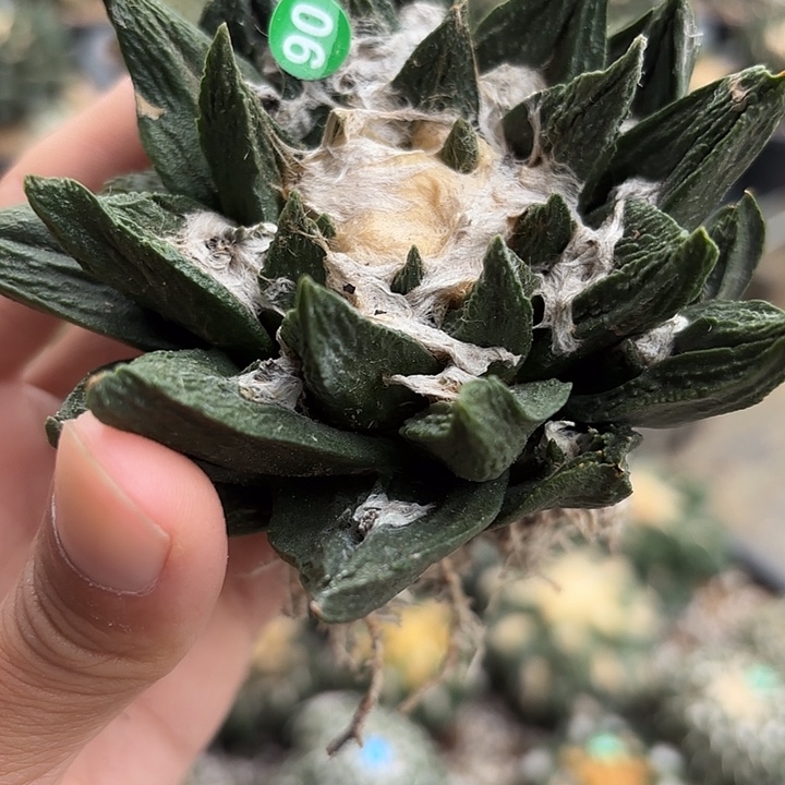 袖蒲苗接落地仙人球90
