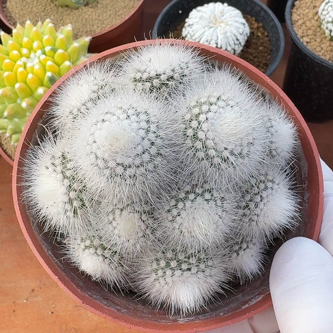 白小丁仙人球123456