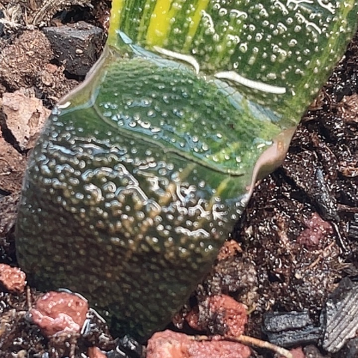 一物一拍竞拍福利拍