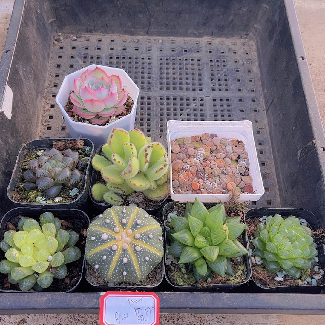 多肉101多肉植物