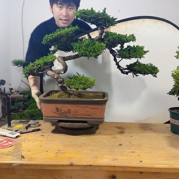 盆景111111111111111