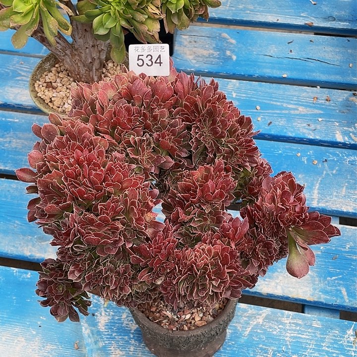534号玫瑰法师缀花