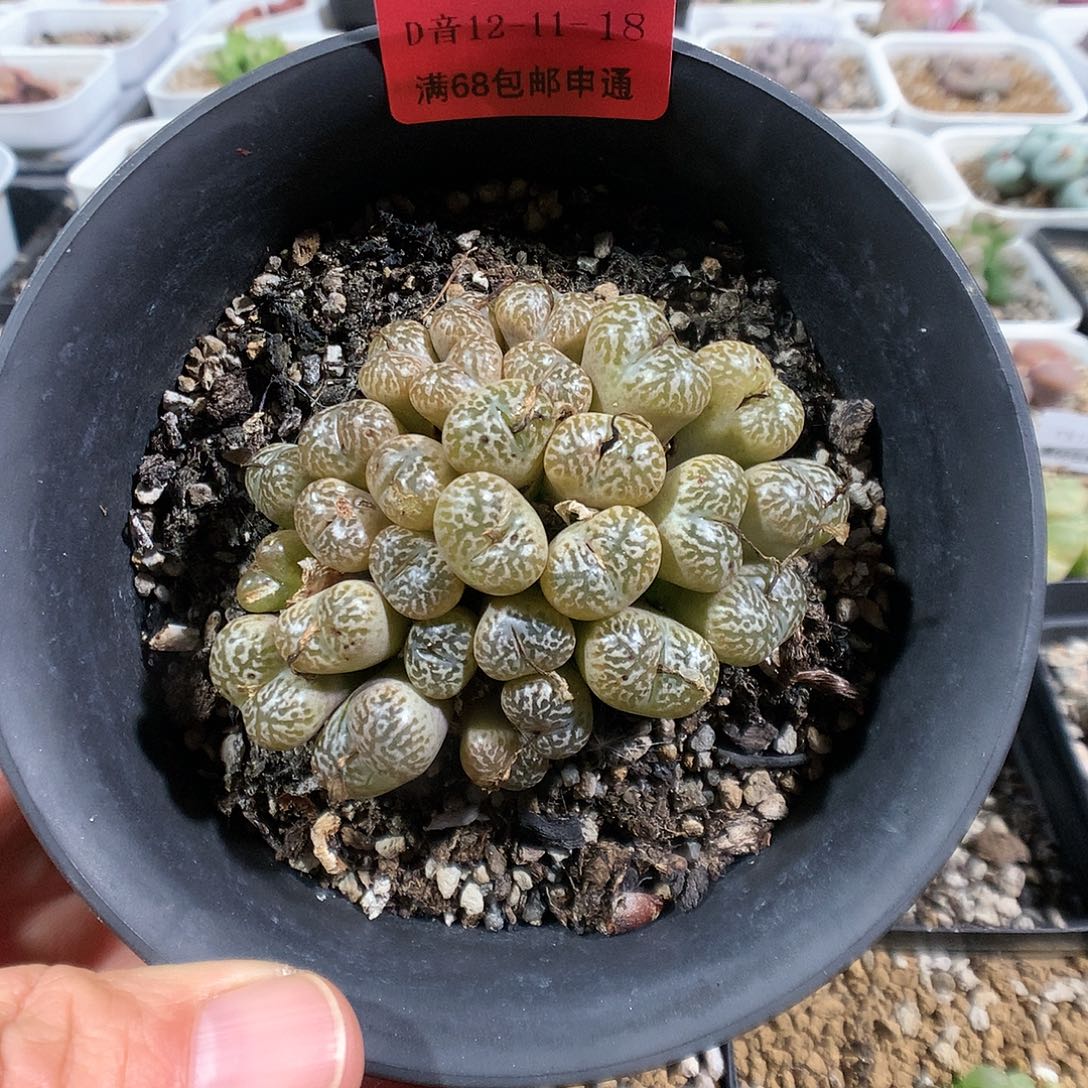 12-11-18     母本鸟