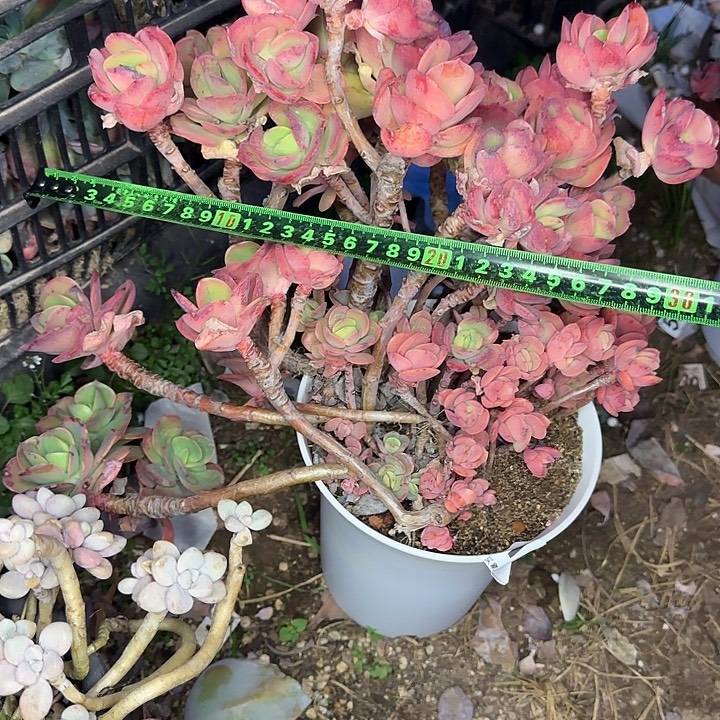 火焰玫瑰024 多肉植物一物一拍