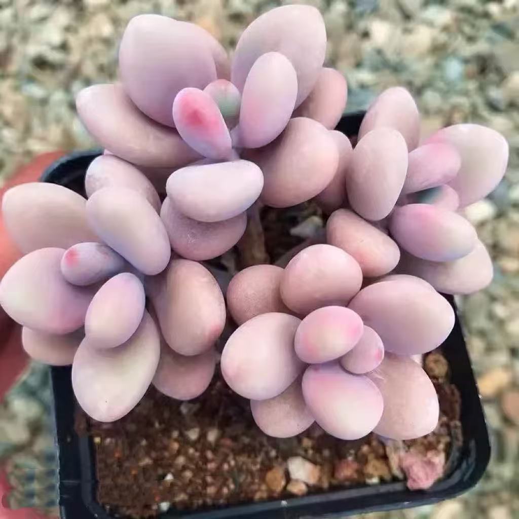 {精品桃蛋}  带盆土发新手好养活 室内外养 七姐多肉