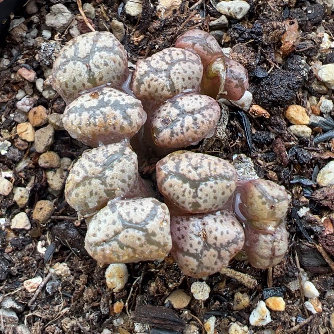 2.2好看的多肉a117