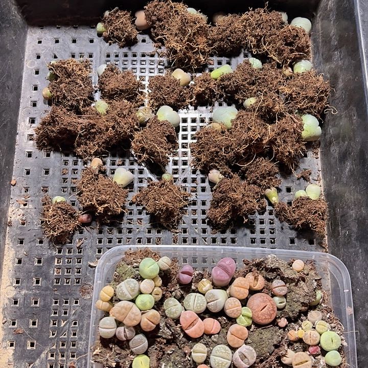 直播福利一物一拍93