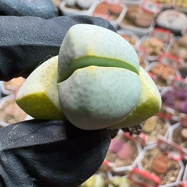 生石花1111111。  396