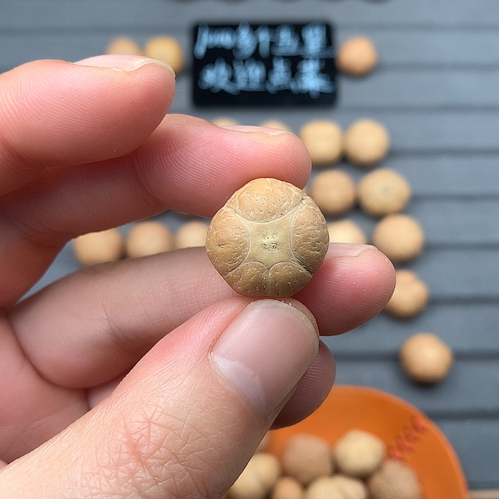 吊坠凤眼菩提18+五星，非质量问题开孔不退