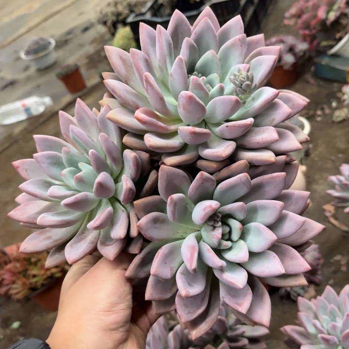 桃花源三头起大盆