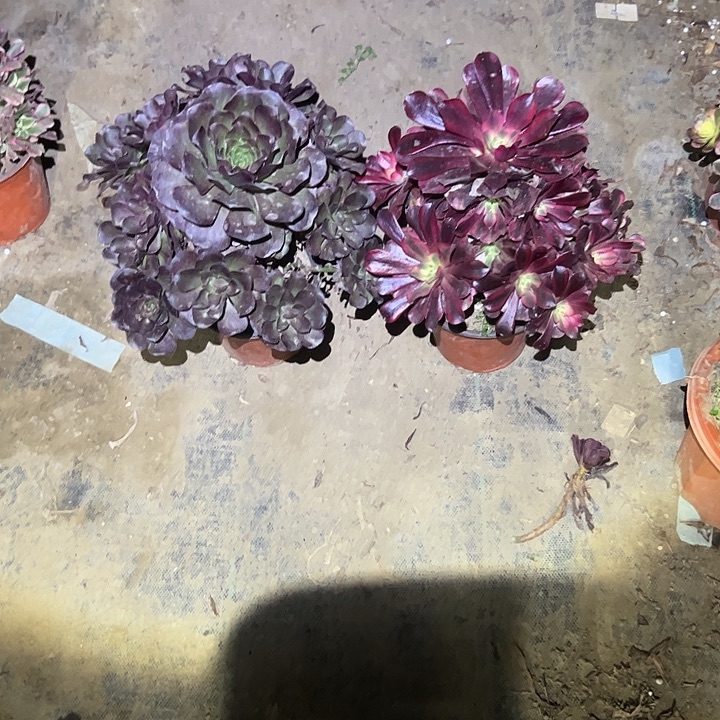 不包侧枝一物一拍79